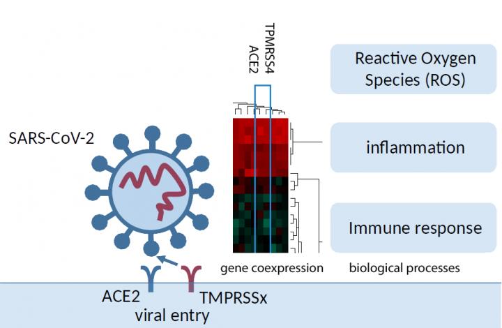 SARS-CoV-2 docks onto the receptor-ACE2 on the surface of lung cells