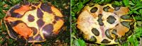 Characteristic Markings (<em>Pelodiscus variegatus</em>)