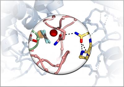 Partners in G Protein-coupled Receptors