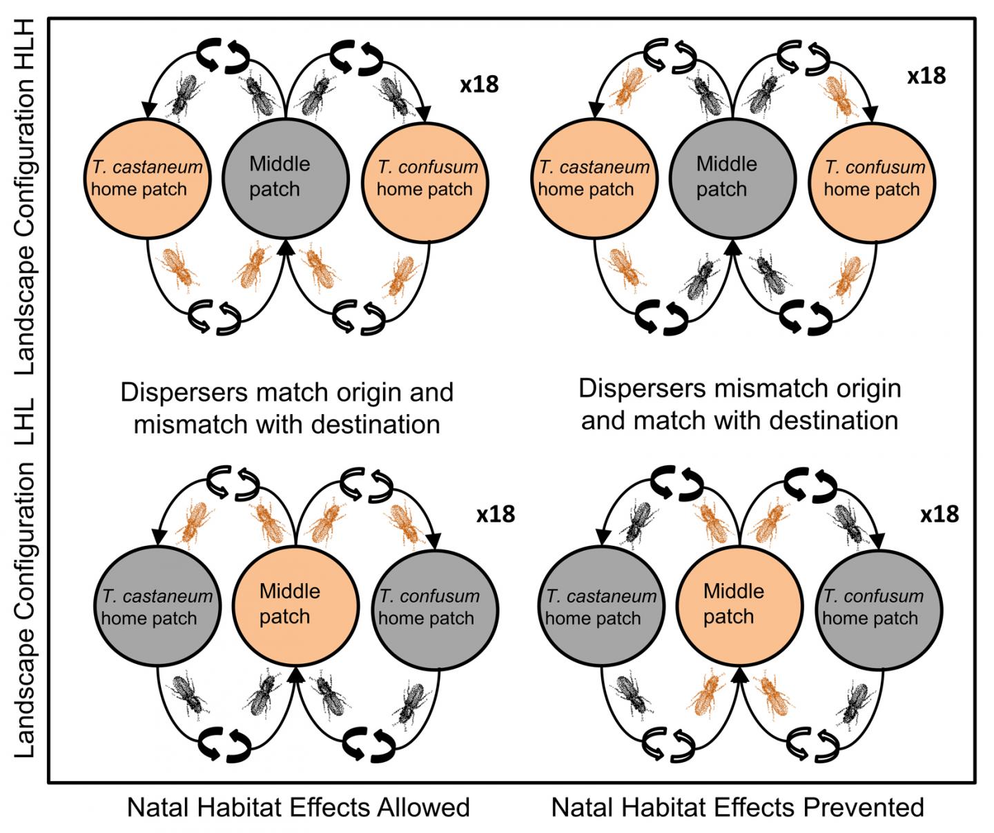 Diagram Of Experiment That Showed Early Life Experiences of Individuals Can Impact Distribution of S