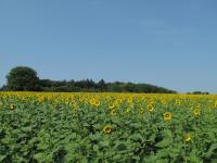 A Field of Sunflowers