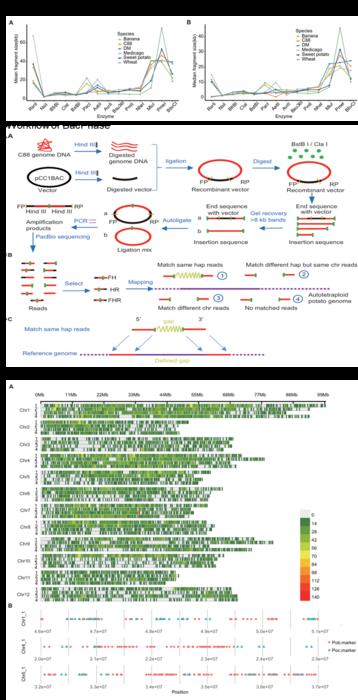 BacPhase: Long-insert paired-end sequencing for bin marker construction and genome phasing