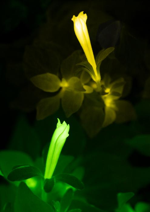 Dual-colour bioluminescent reporters enable quantitative imaging in living plants