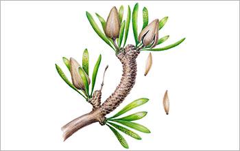 Discovery Highlights Diversity of Plants More Than 100 Million Years Ago