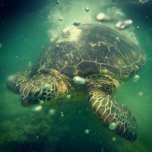 Yellow-morph green turtle