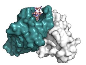 Antibody produced by R21/Matrix-M vaccine