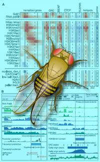 Fly Chromatin
