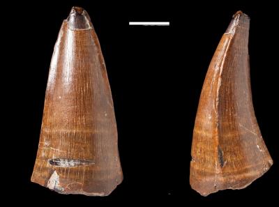 <i>Dakosaurus</i> Tooth
