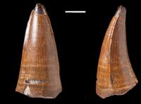 <i>Dakosaurus</i> Tooth
