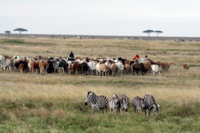 Cattle vs. Wildlife -- The Battle for Food Has Benefits (2 of 3)
