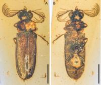 Fossil encased in amber