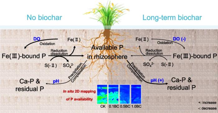 Long-term biochar application influences phosphorus and associated iron and sulfur transformations in the rhizosphere