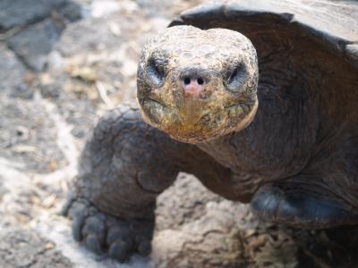 Galapagos Giant Tortoise