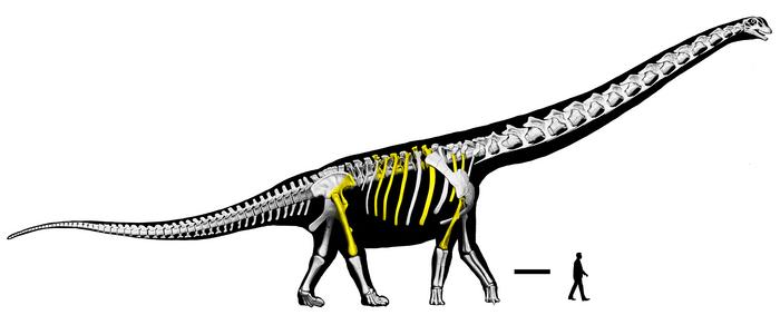 Skeletal reconstruction of the Nagatitan