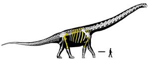 Skeletal reconstruction of the Nagatitan