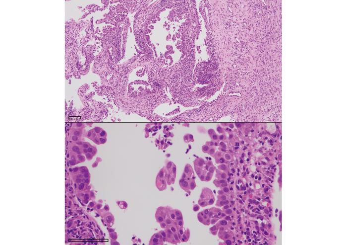 Fig1