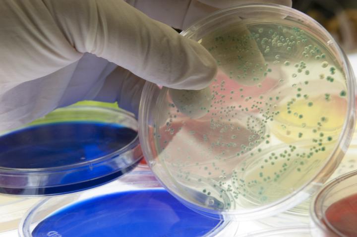 Bacterial Colonies