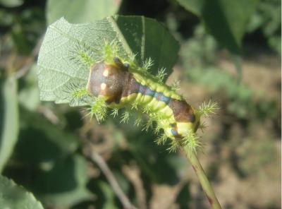 Larva of <i>M. flavescens flavescens</i>