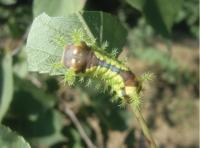 Larva of <i>M. flavescens flavescens</i>