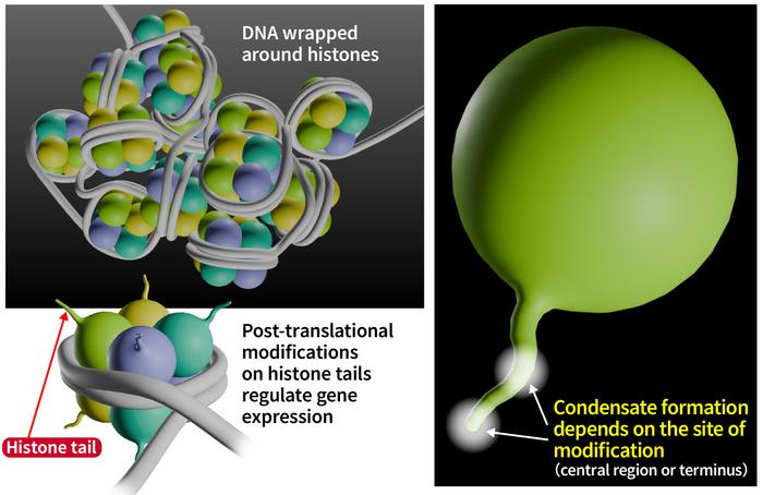 Histone acetylation site influences histone–DNA phase behavior