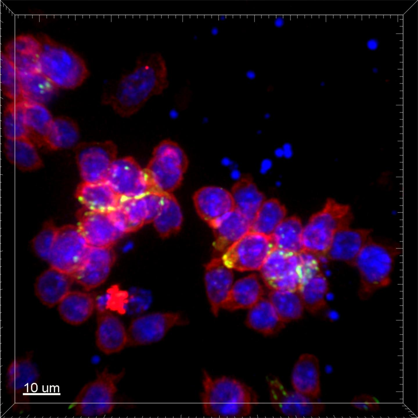Communicative Immune Cells