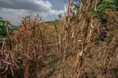 Rwanda Bean Field