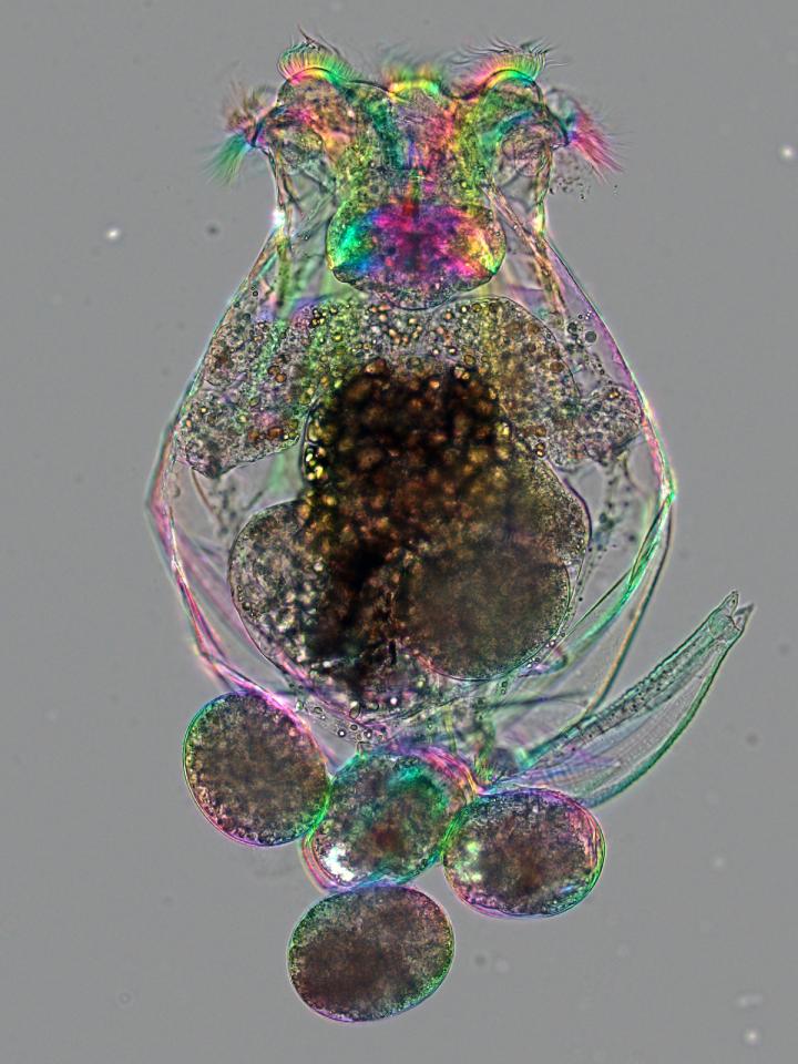 Female Rotifer (Brachionus)