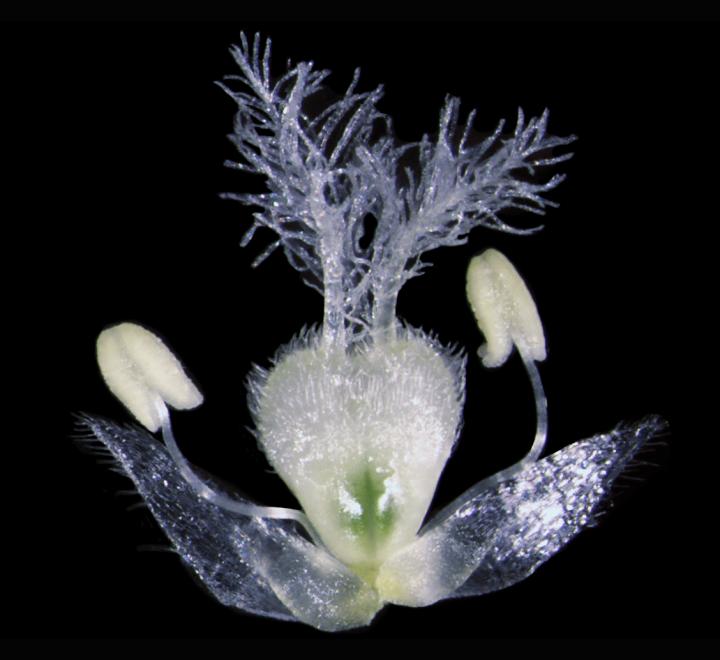 Brachypodium Flower