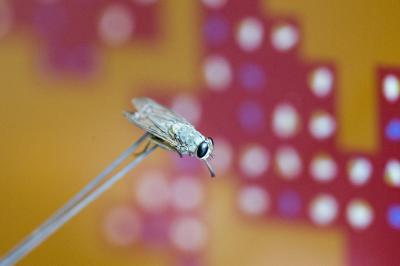 Tsetse Fly