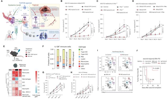 Figure 1. Systemic and topical IMQ combination strategy enhances antitumor responses to local and distant metastases.