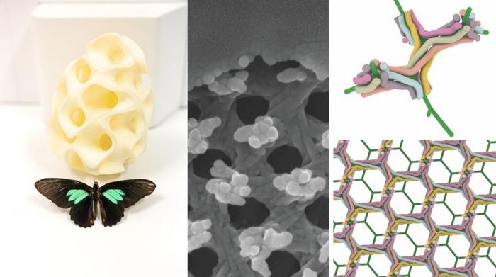 Butterfly specimen and Gyroid fibres/model