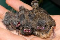 Bird Mimicry