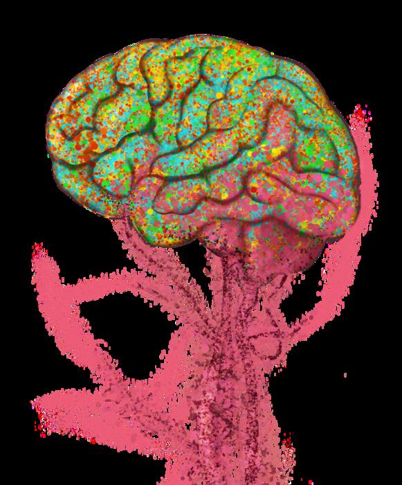 Immune Cell Migration