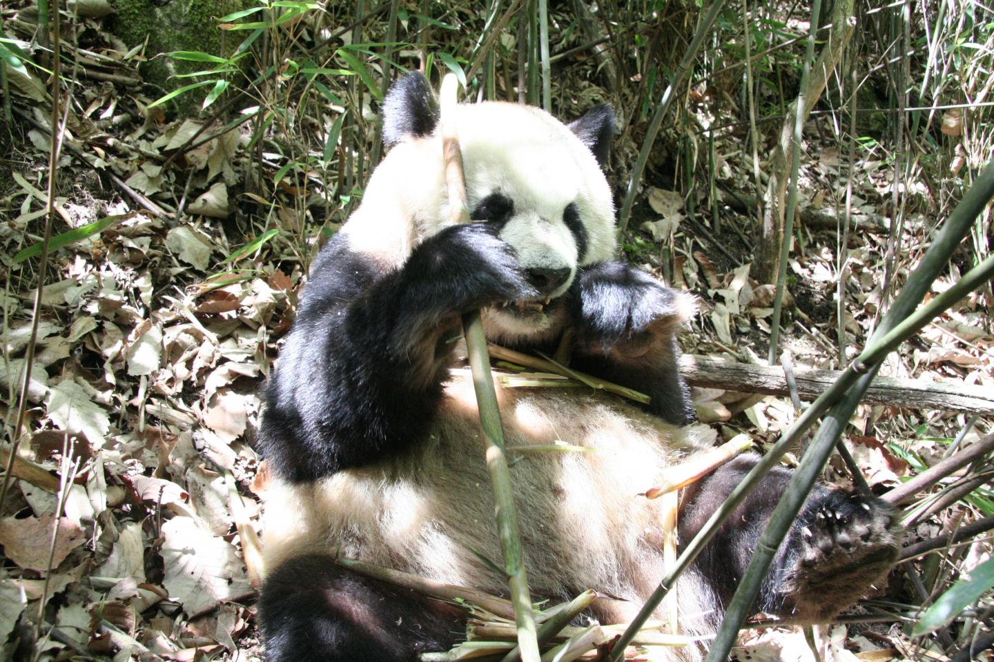 Pandas Spend Less Energy to Afford Bamboo Diet (7 of 8)