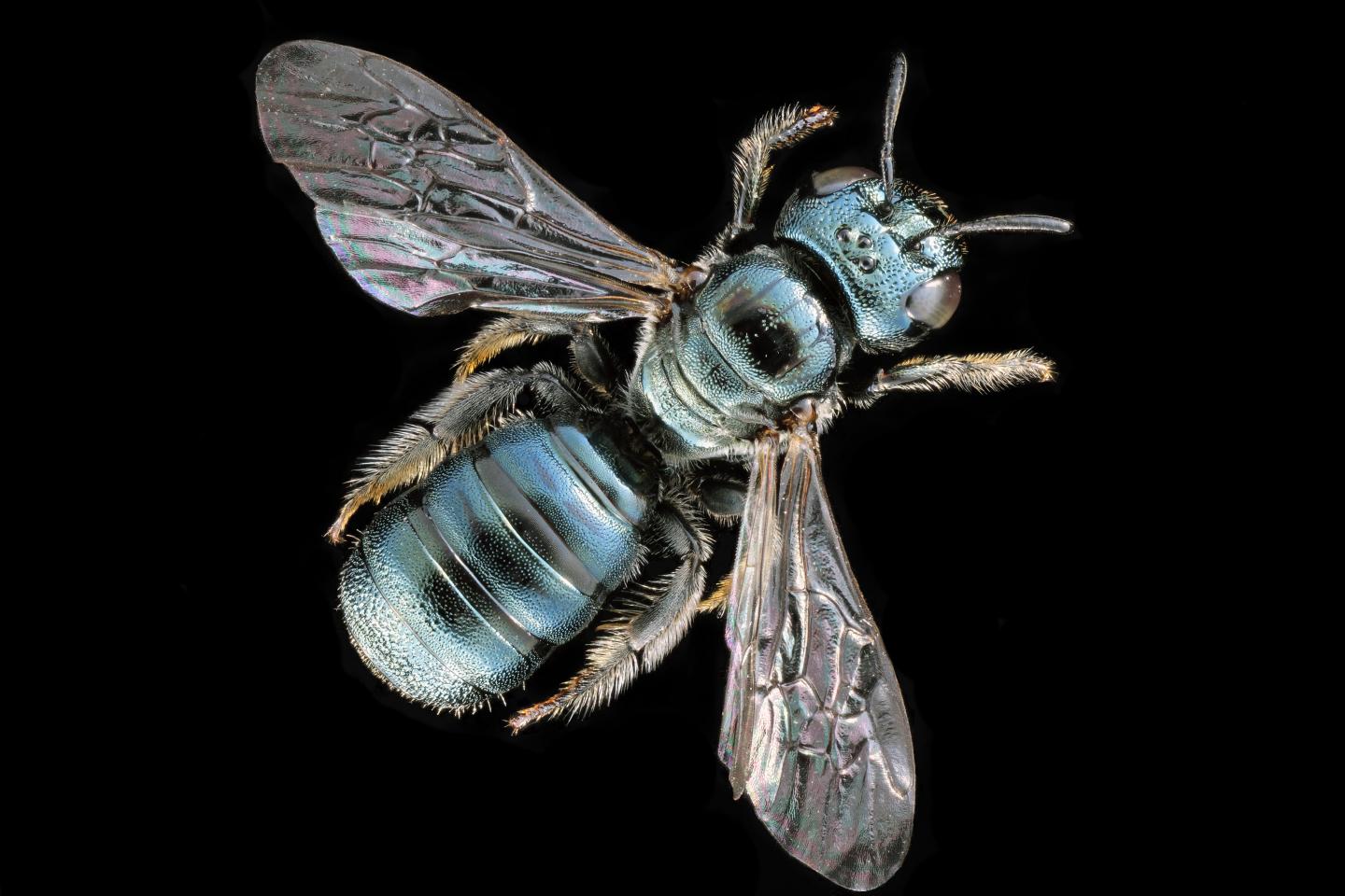 Ceratina_calcarata carpenter bee