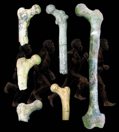 Early Start for Bipedalism
