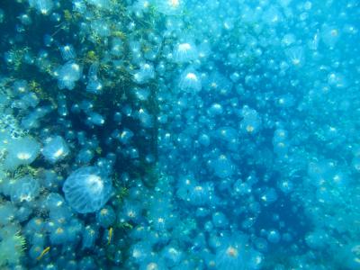 Jellyfish Blooms