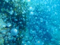 Jellyfish Blooms