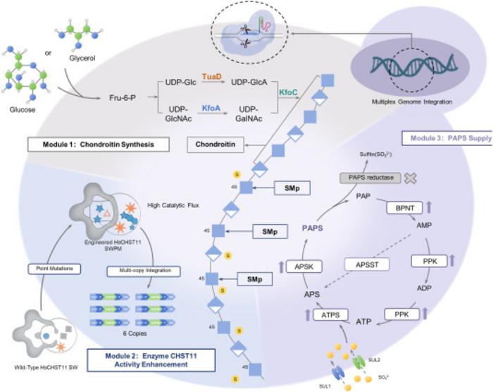 Figure 1. Construction of an efficient chondroitin sulfate A (CSA) cell factory in K. phaffii.