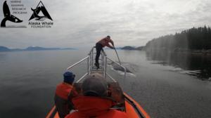Deploying a tag on a humpback whale