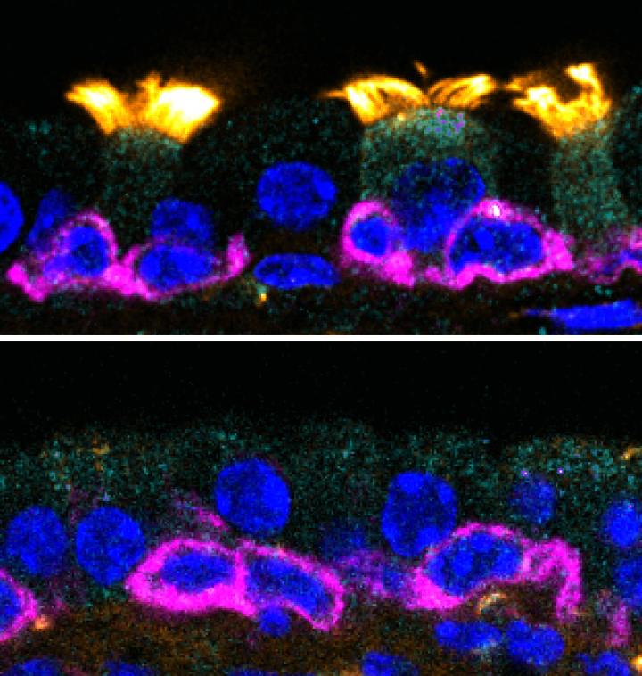 Cilia