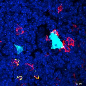 Thymic cells
