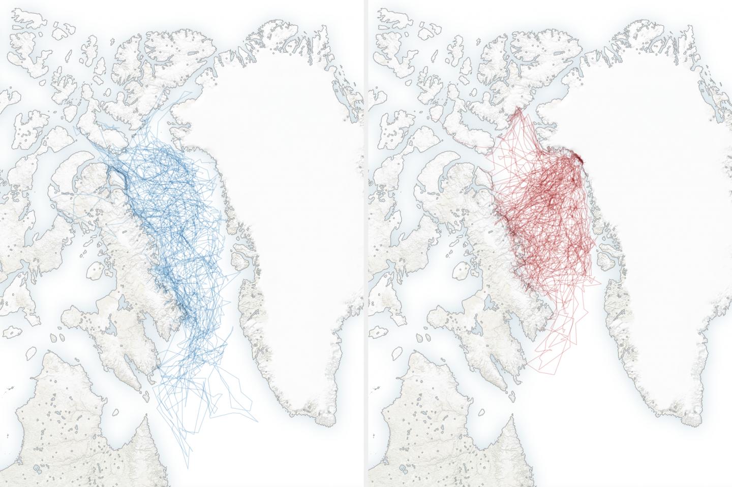 Polar Bear Movements