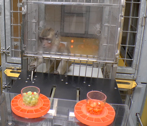 Long-tailed macaque in the experimental setup