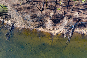 Ash, nutrients and metals in impacted estuaries