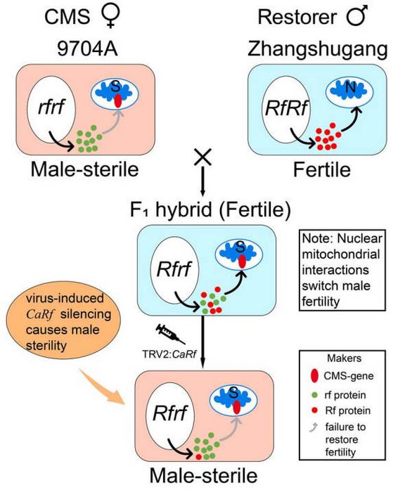 Proposed model illustrating the functional validation mechanism for fertility restorer genes in three-line hybrid seed production using F1 (9704A × Zhangshugang) hybrids.