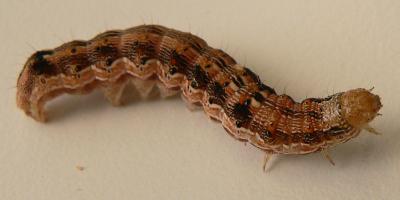 <i>Helicoverpa armigera</i> (2 of 2)