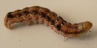 <i>Helicoverpa armigera</i> (2 of 2)