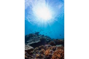 Coral