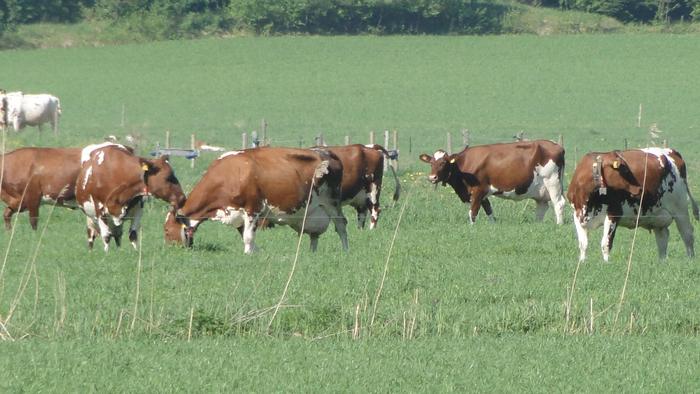 Grazing dairy cattle